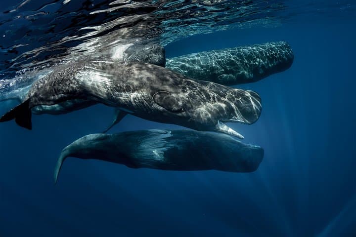 2-Day Ahangama & Mirissa Private Tour from Bentota — Whale Watching, Galle Fort & Tea Estate photo 1