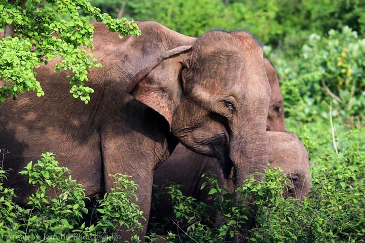 2-Day Udawalawe Safari from Bentota — Elephant Encounters & Night Drives