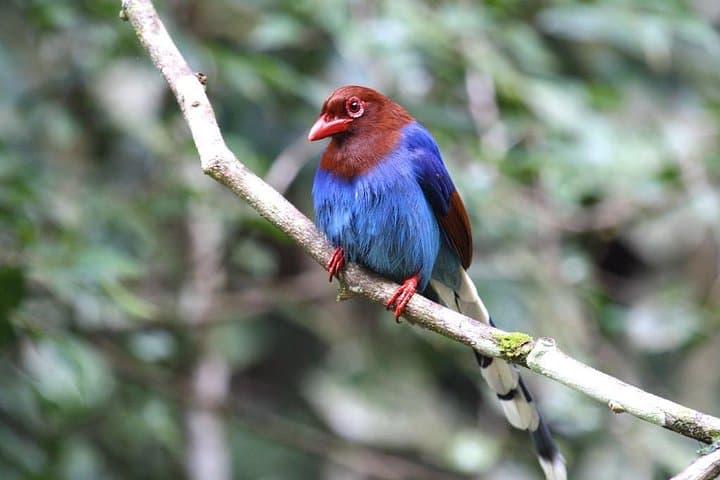 Sinharaja Rainforest Birdwatching Day Hike — Endemic Birds & Elusive Wildlife photo 2