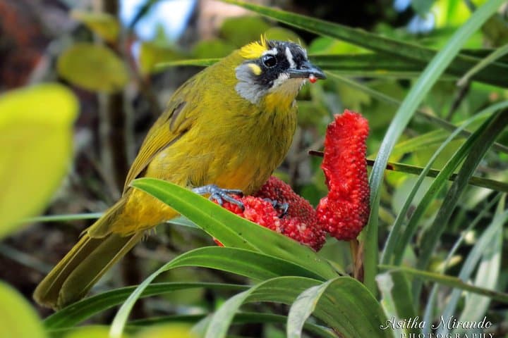Sinharaja Rainforest Birdwatching Day Hike — Endemic Birds & Elusive Wildlife photo 4