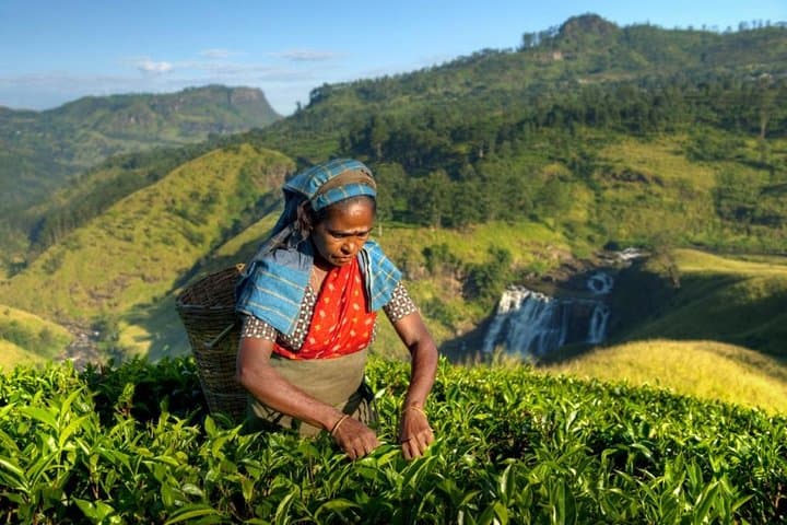 Tea, Mist and World's End: 2-Day Nuwara Eliya Escape from Negombo photo 2