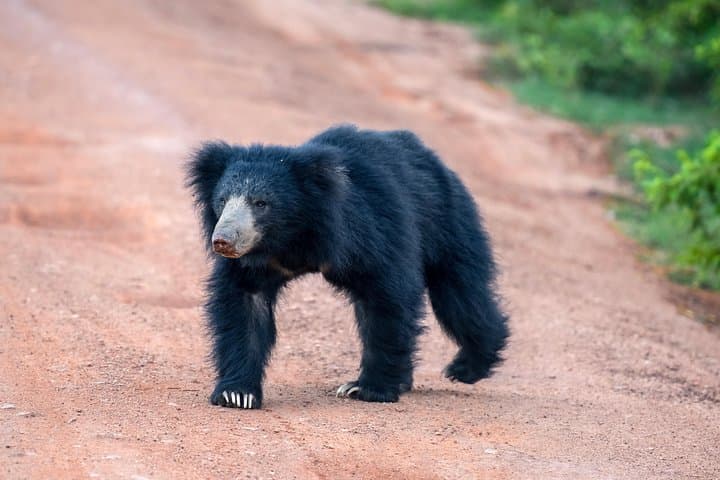 2-Day Wild Wonders & Sacred Spaces Tour: Wilpattu Safari and Anuradhapura from Galle