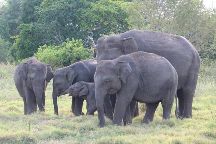 2-Day Tales of Ancient Ceylon: Sigiriya, Dambulla & Minneriya Safari from Bentota photo 3