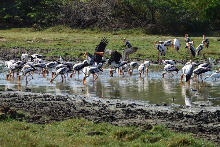 Wild Wonders & Hidden Temples: 2-Day Safari & Temple Tour from Hikkaduwa photo 2