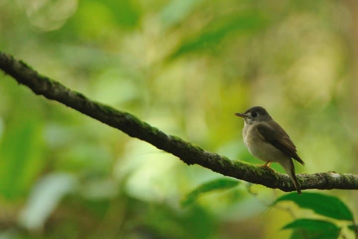 Rainforest Explorer: 2-Day Sinharaja Rain Forest Safari from Bentota photo 2