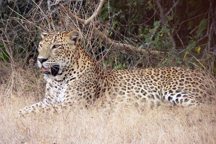 Temples and Wilderness: 2-Day Private Tour from Negombo to Yala National Park photo 3
