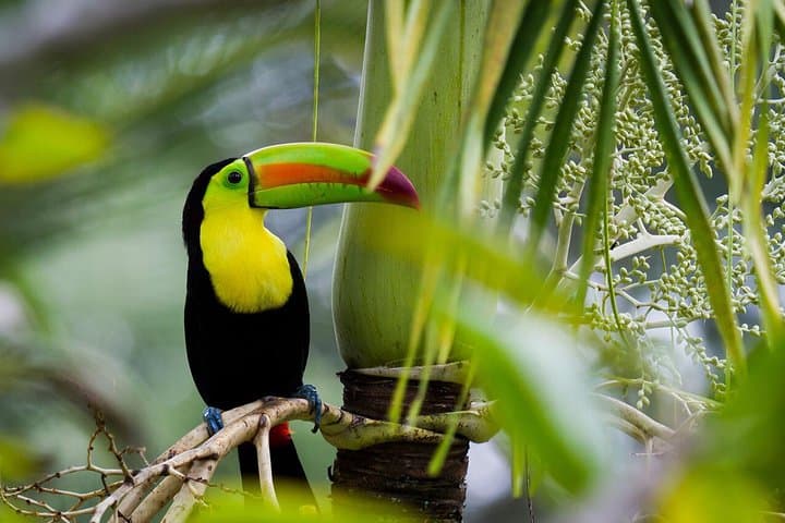 Peñas Blancas Safari Float: Wildlife River Drift from La Fortuna photo 2
