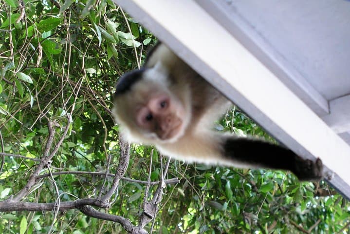 Tempisque River Boat Safari: Crocodiles, Monkeys & Tropical Birds from Guanacaste photo 2