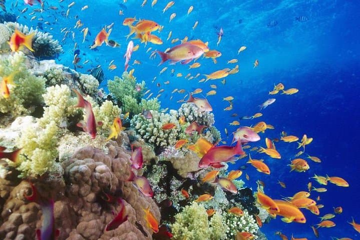 Sharm El Sheikh 8-Day Red Sea Relaxation, Snorkeling & Diving Escape photo 2