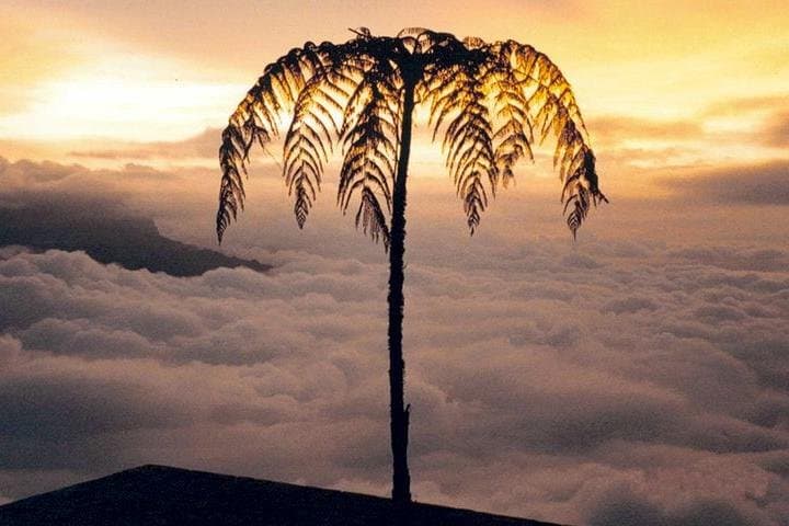 Cloud-Forest Hike at Chicaque Natural Park — Private Tour from Bogotá photo 2