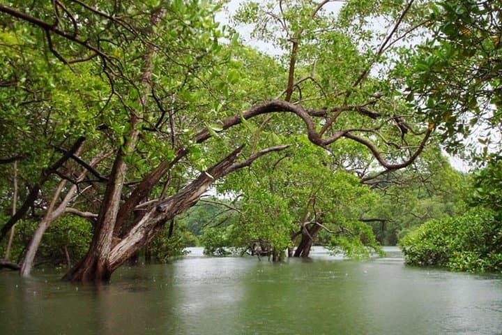 Tamarindo Estuary Boat Safari: Two-Hour Mangrove Wildlife Cruise in Las Baulas photo 4