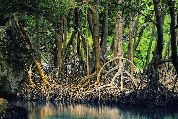 Tamarindo Estuary Boat Safari: Two-Hour Mangrove Wildlife Cruise in Las Baulas photo 1