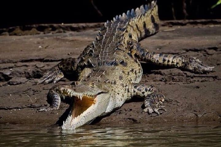 Tamarindo Estuary Boat Safari: Two-Hour Mangrove Wildlife Cruise in Las Baulas photo 2