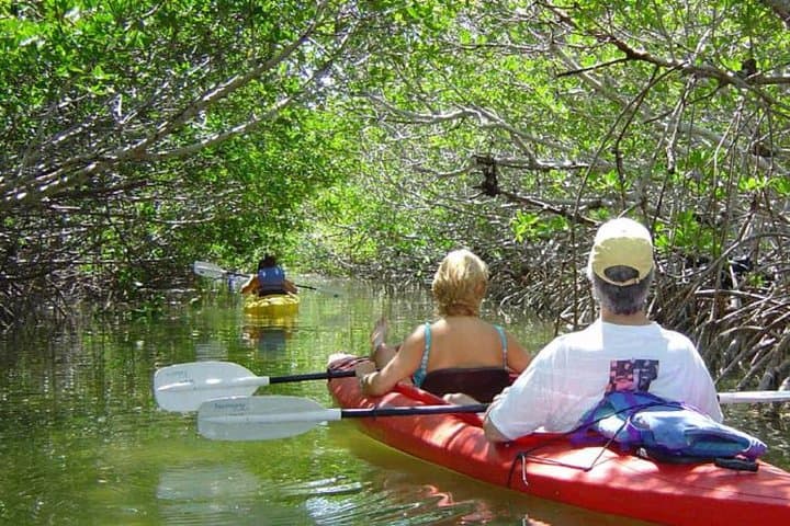 Key West Mangrove Kayak Eco Tour: Backcountry Paddle Guide