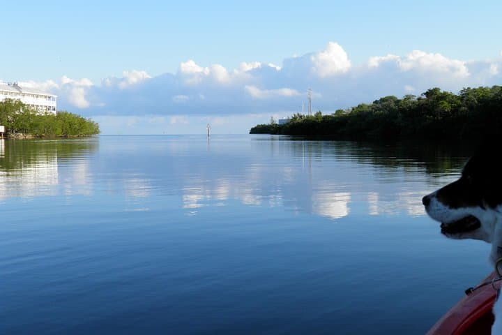 Explore Mangrove Tunnels: Key West 2-Hour Kayak Rental from Hurricane Hole Marina photo 2