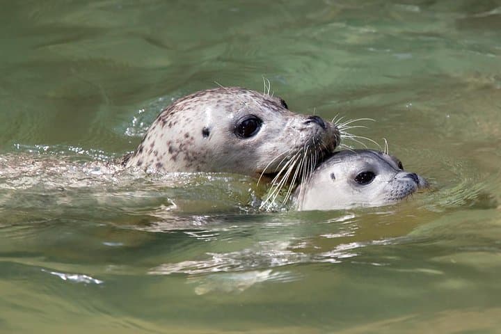Howe Sound Snorkel & Seal Kayak Adventure from Vancouver photo 4