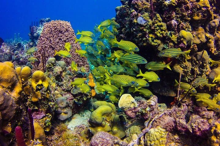 Catalina Island Full-Day Scuba Diving from Punta Cana — Wall Dives, 'Aquarium' & Beach BBQ photo 3