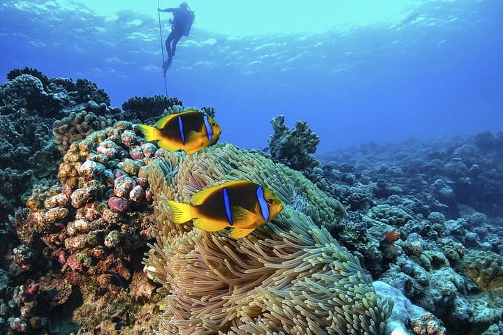 Catalina Island Scuba Diving Day Trip from La Romana — The Wall & Private Beach photo 2
