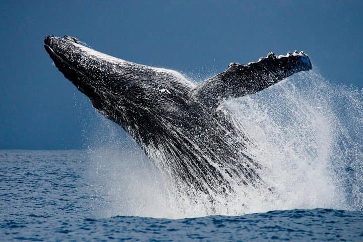 Cabo San Lucas Humpback Whale Watching — Marine Biologist Guided Tours photo 4