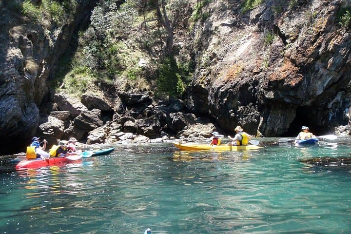 Glass-Bottom Kayak in Batemans Bay: Marine Wildlife & Mangrove Paddle photo 2