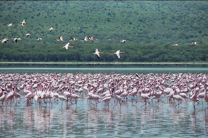 Lake Nakuru Day Safari from Nairobi: Flamingos, Rhinos & Rift Views