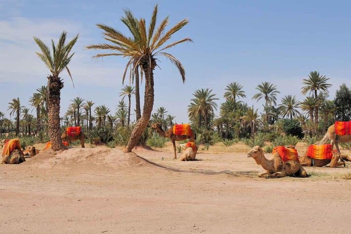 Camel Trek in Marrakech Palmeraie: Palm-Grove Ride & Moroccan Tea Break photo 4