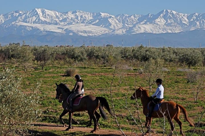 Palm Grove Horse Ride Near Marrakech: 1-Hour Guided Trail