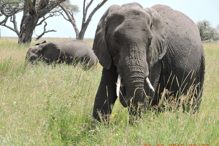 Serengeti 2-Day Safari from Mwanza: Grumeti Game Drives & Mbalageti Camp