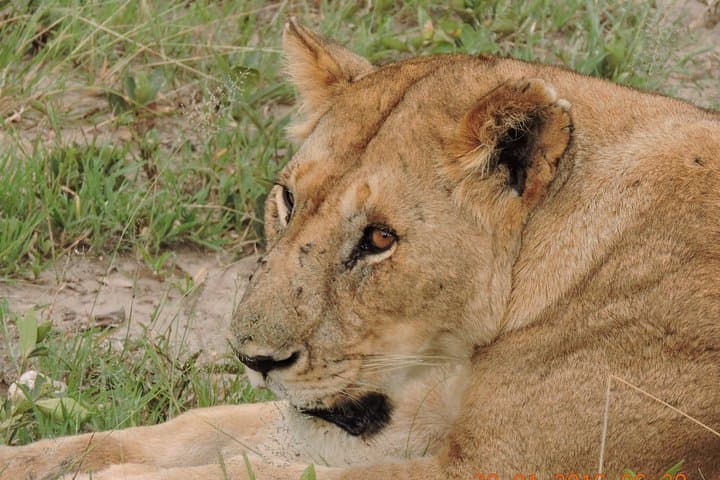 Serengeti 2-Day Safari from Mwanza: Grumeti Game Drives & Mbalageti Camp photo 2