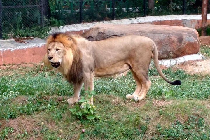 Chennai Wildlife Trail: Crocodile Bank, Guindy Park & Vandalur Zoo in a Day photo 4