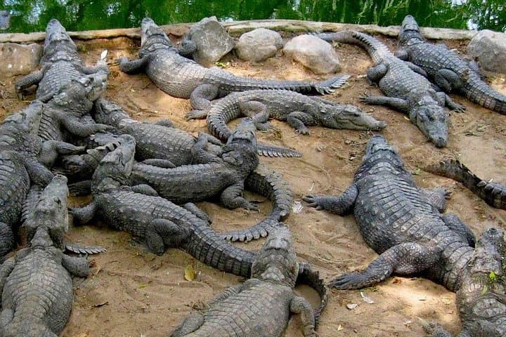 Chennai Wildlife Trail: Crocodile Bank, Guindy Park & Vandalur Zoo in a Day photo 6