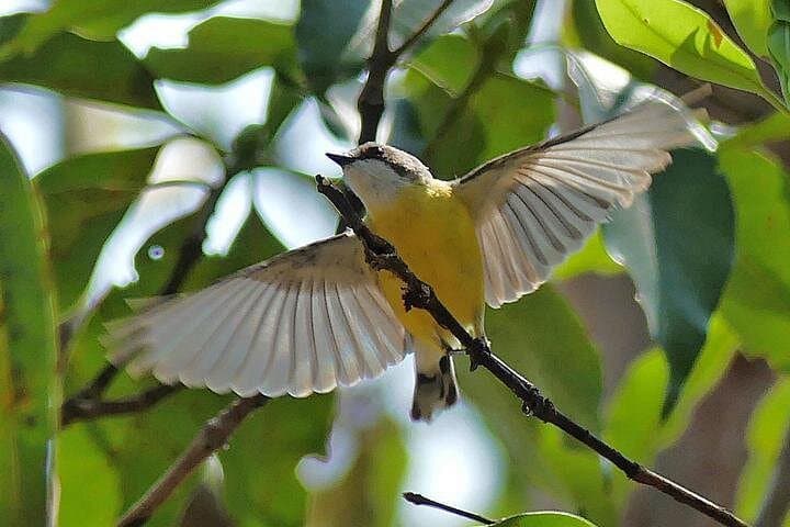 Full-Day Birdwatching in Noosa Biosphere Reserve — Noosa to Conondale Wildlife Tour