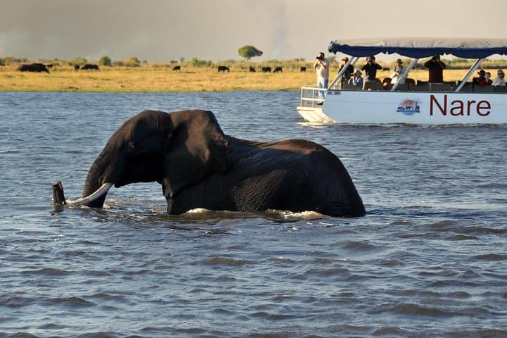 Sunset Cruise on the Chobe River: Elephant Herds, Golden Light & Kasane Pickup photo 2
