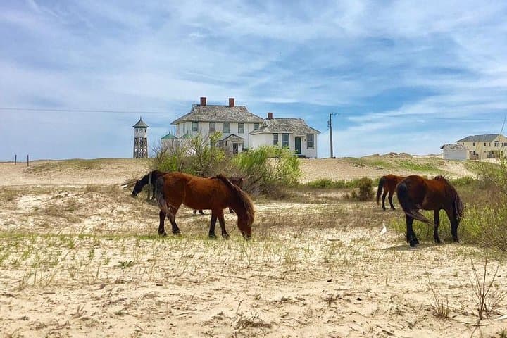 Outer Banks Wild Horse 4WD Tour: Corolla Beach Safari in 2 Hours photo 3