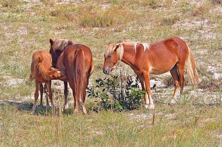 Outer Banks Wild Horse 4WD Tour: Corolla Beach Safari in 2 Hours
