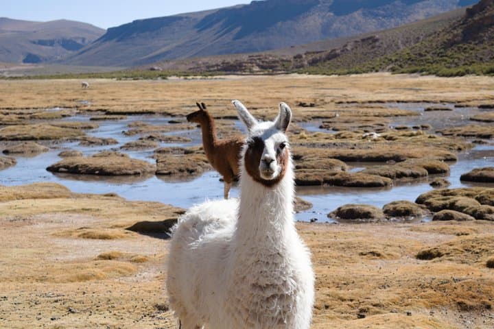 3-Day Uyuni Salt Flats & Andean Lagoons: Flamingos, Geysers and Salt-Hotel Experience photo 3