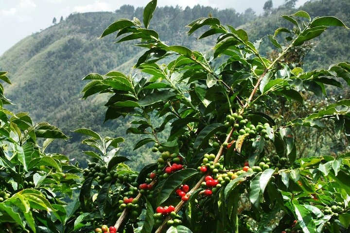 Blue Mountain Coffee Tour from Kingston: Sightseeing, Waterfalls & Tasting