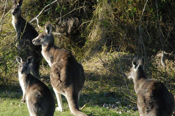 Wild Kangaroos Near Sydney: Private Half-Day Encounter in the Blue Mountains photo 2