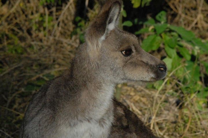 Wild Kangaroos Near Sydney: Private Half-Day Encounter in the Blue Mountains photo 3