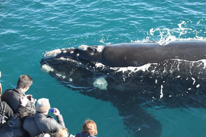 Augusta Whale Watching Eco Tour — Humpback & Southern Right Whale Cruises