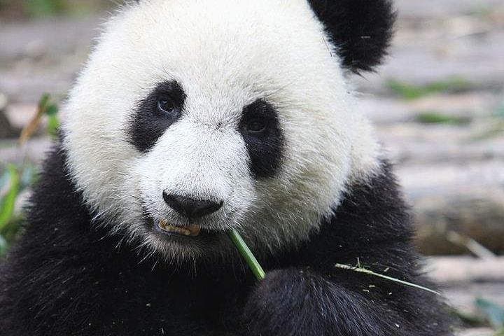 Chengdu Panda Base and Leshan Giant Buddha Day Tour — Pandas, Cliff Buddha & River Views photo 3