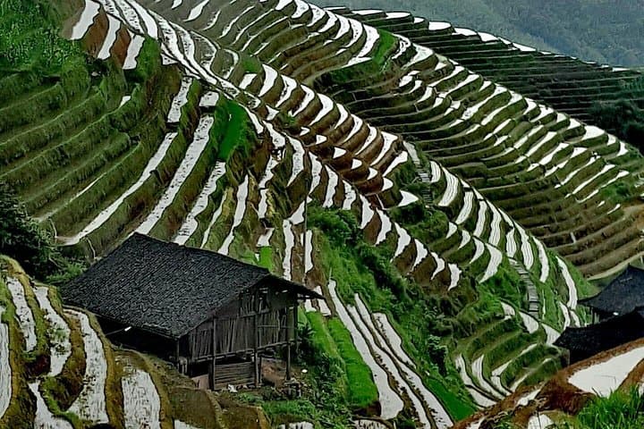 Longji Rice Terraces & Dazhai Cable Car Day Tour — Dragon's Backbone from Guilin photo 6