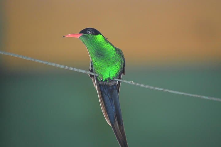 Early-Morning Bird Watching Tour in St Lucia's Millet Bird Sanctuary photo 1