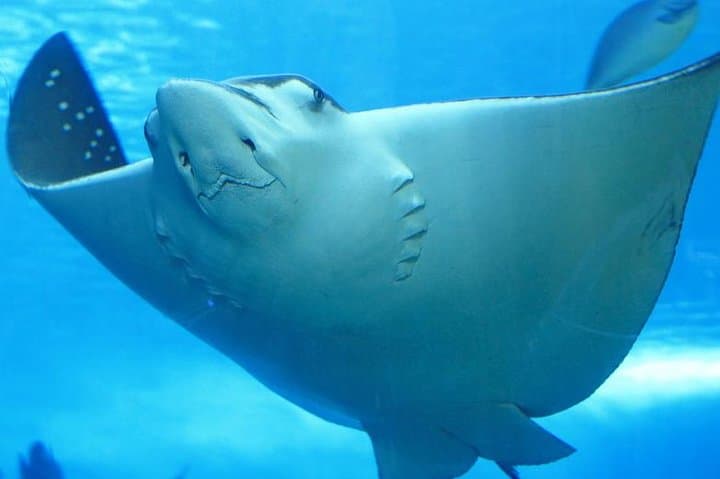 Belize Hol Chan & Shark Ray Alley Snorkel — Ambergris Caye 3‑Hour Reef Tour