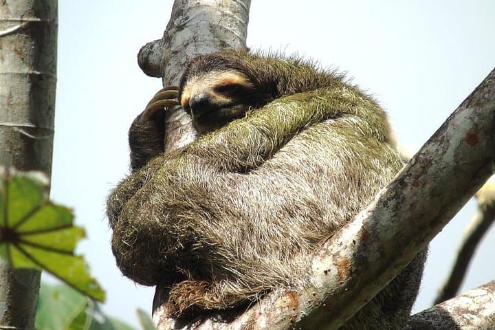 Panama Rainforest Safari, San Lorenzo Fort & Agua Clara Locks — Full‑Day Adventure