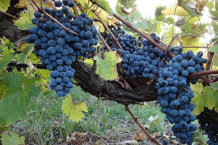 Private Niagara Day Trip & Wine Tour from Toronto — Customizable Luxury Excursion photo 2