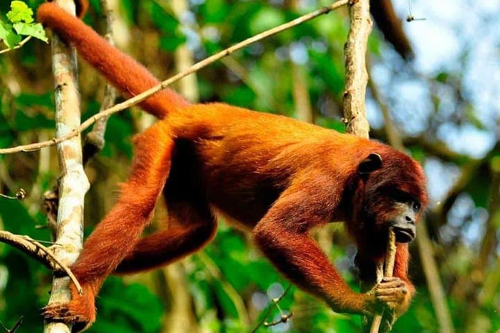 2-Day Tambopata Jungle Adventure: Sandoval Lake, Canopy Tower & Wildlife photo 2