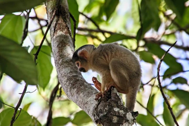 3-Day Peruvian Tambopata Jungle: Sandoval Lake, Canopy Tower & Clay Licks photo 3