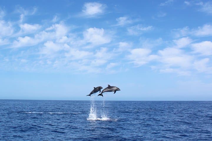 Madeira Whale & Dolphin Watching from Calheta: Motor-Yacht Cruise and Snorkel