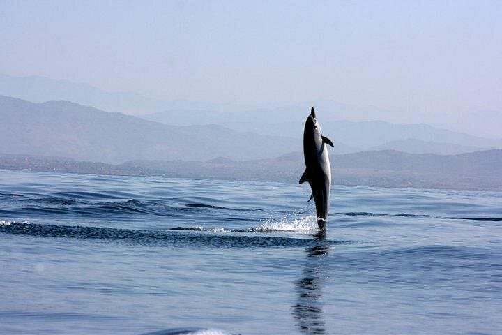 Puerto Escondido Boat and Viewpoint Tour: Dolphins, Turtles and Coastal Culture